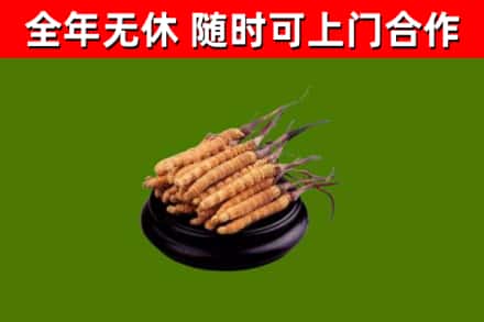 涟水回收冬虫夏草